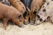 Porcs sur une ferme se nourrissant sur le terrain ; Armstrong, Colombie-Britannique, Canada — Photo de stock
