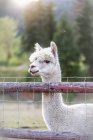 Llama (Lama glama) on a farm peering over a fence; Armstrong, British Columbia, Canada — Stock Photo