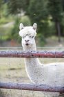 Llama (Lama glama) em uma fazenda olhando para a câmera sobre uma cerca; Armstrong, Colúmbia Britânica, Canadá — Fotografia de Stock
