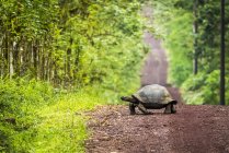 Галапагосская гигантская черепаха (Chelonoidis nigra) медленно проходит по длинной прямой грунтовой дороге, которая тянется к горизонту. Галапагосские острова, Эквадор — стоковое фото