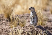 Round-tailed Ground Squirrel (Xerospermophilus tereticadus) standing at its burrow entrance; Casa Grande, Arizona, United States of America — Stock Photo