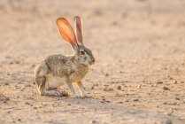 Jackrabbit dalla coda nera retroilluminato (Lupus californicus) con luce solare che brilla attraverso le orecchie; Casa Grande, Arizona, Stati Uniti d'America — Foto stock