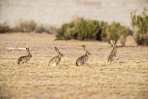 Четыре чернохвостых зайца (Lupus californicus) выстроились в один ряд с лидером, поднятым на задние лапы в открытом поле; Casa Grande, Аризона, Соединенные Штаты Америки — стоковое фото