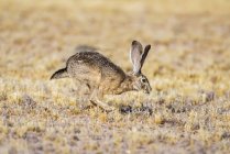 Чернохвостый кролик (Lupus californicus) прыгает через открытое поле; Casa Grande, Аризона, Соединенные Штаты Америки — стоковое фото