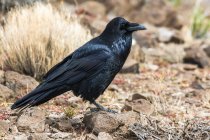 Vista laterale di un corvo comune (Corvus corax) appollaiato a terra nel Petrified Forest National Park; Arizona, Stati Uniti d'America — Foto stock