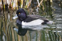 Ring-necked Duck (Aythya collaris) swimming in pond at the Riparian Preserve at Water Ranch; Gilbert, Arizona, United States of America — Stock Photo