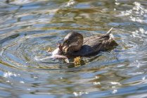 Pied-billed Grebe (Podilymbus podiceps) attacking a Lowland Leopard Frog (Rana yavapaiensis) at Sweetwater Wetlands; Tucson, Arizona, United States of America — Stock Photo