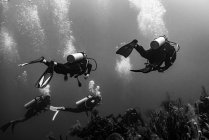 Divers scuba diving in the Belize Barrier Reef, Three Amigos Dive Site, Turneffe Atoll; Belize — Stock Photo