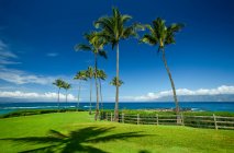 Palmen und saftig grünes Gras entlang der Küste von Maui; Kapalua, Maui, Hawaii, Vereinigte Staaten von Amerika — Stockfoto