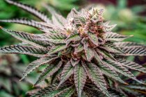 Marijuana plant in late flowering stage; Cave Junction, Oregon, Estados Unidos da América — Fotografia de Stock