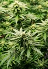 Piante da marijuana in fase iniziale di fioritura; Cave Junction, Oregon, Stati Uniti d'America — Foto stock