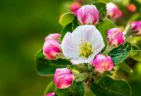 Close-up of apple blossoms on a tree; Calgary, Alberta, Canada — Stock Photo