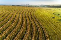 Вид с воздуха на изогнутые линии сбора урожая в поле с тюками сена, к западу от Калгари; Альберта, Канада — стоковое фото