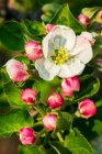 Close-up of apple blossoms on a tree; Calgary, Alberta, Canada — Stock Photo
