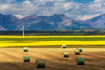 Седые тюки на срезанном поле, освещенном солнцем, с полями цветущей канолы, ветряной мельницей, катящимися холмами и горным массивом на заднем плане, к северу от Уотертона; Альберта, Канада — стоковое фото