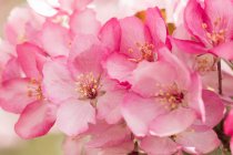 Primo piano dei fiori di melo rosa; Alberta, Canada — Foto stock