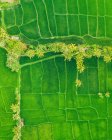 Drone view of rice fields; Licin, East Java, Java, Indonesia — стокове фото