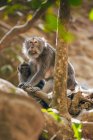 Singes à longue queue balinais (Macaca fascicularis), forêt de singes Ubud ; Bali, Indonésie — Photo de stock