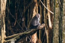 Балийская длиннохвостая обезьяна (Macacaca fascicularis), Обезьяновый лес Убуд; Бали, Индонезия — стоковое фото