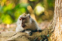 Scimmia dalla coda lunga balinese (Macaca fascicularis), Ubud Monkey Forest; Bali, Indonesia — Foto stock