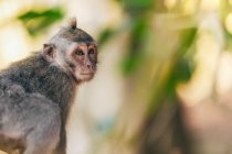 Молодая балийская длиннохвостая обезьяна (Macaca fascicularis), Обезьяний лес Убуд; Бали, Индонезия — стоковое фото