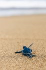 Baby turtle at Pantai Pandan Sari, crawling on the sand; East Java, Java, Indonesia — Stock Photo