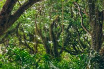 Beautiful forest of Jawatan Perhutani, near Banyuwangi; Java, Indonesia — Stock Photo