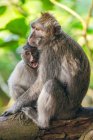 Балийские длиннохвостые обезьяны (Macacaca fascicularis), Обезьяновый лес Убуд; Бали, Индонезия — стоковое фото