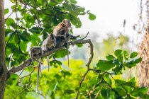 Balinesische Langschwanzaffen (Macaca fascicularis), Ubud Monkey Forest; Bali, Indonesien — Stockfoto