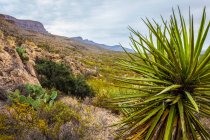 Usine de yucca au premier plan sur le Dog Canyon National Recreational Trail, montagnes Sacramento, désert de Chihuahuan dans le bassin de Tularosa, Oliver Lee Memorial State Park ; Alamogordo, Nouveau-Mexique, États-Unis d'Amérique — Photo de stock