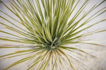 Vista superior de una yuca de Soaptree (Yucca elata), Monumento Nacional de las Arenas Blancas; Alamogordo, Nuevo México, Estados Unidos de América - foto de stock