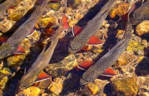 Direkt über einigen Forellen, die über Felsen schwimmen; Denver, Colorado, Vereinigte Staaten von Amerika — Stockfoto