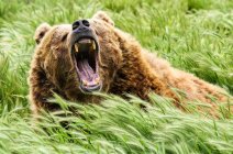Grognement d'ours (Ursus arctos) ; Fort Collins, Colorado, États-Unis d'Amérique — Photo de stock