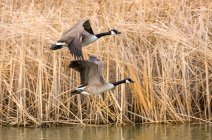 Two Canada geese (Branta canadensis) flying low over a pond beside reeds; Denver, Colorado, United States of America — Stock Photo