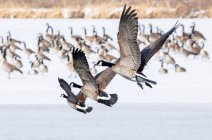 Flock of Canada geese (Branta canadensis) in snow and flying over a frozen lake; Denver, Colorado, United States of America — Stock Photo