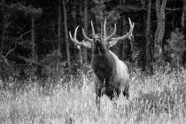 Black and white image of an Bull Elk (Cervus canadensis) looking up as it stands in a field at the edge of a forest; Estes Park, Colorado, United States of America — Stock Photo