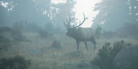 Bull Elk (Cervus canadensis), що стоїть у туманному полі на краю лісу; Estes Park, Колорадо, США. — стокове фото
