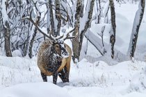 Bullenelch (Cervus canadensis) steht in einem verschneiten Feld am Waldrand, sein Gesicht und sein Geweih sind mit Schnee bedeckt; Estes Park, Colorado, Vereinigte Staaten von Amerika — Stockfoto
