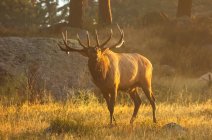 Bull Elk (Cervus canadensis) debout au soleil dans un champ brumeux ; Estes Park, Colorado, États-Unis d'Amérique — Photo de stock