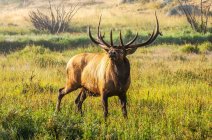 Bull Elk (Cervus canadensis) debout au soleil dans un champ brumeux ; Estes Park, Colorado, États-Unis d'Amérique — Photo de stock