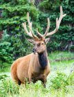 Bull Elk (Cervus canadensis) стоїть на краю лісу; Estes Park, Колорадо, США — стокове фото