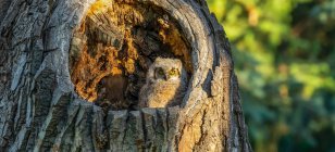 Great horned owl chick (Bubo virginianus) sitting in the hole of a tree trunk; Fort Collins, Colorado, United States of America — Stock Photo