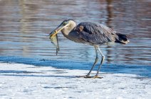 Great blue heron (Ardea herodias) standing on the snowy shore with a fish in it's mouth; Denver, Colorado, United States of America — Stock Photo