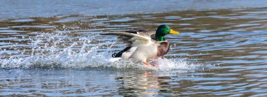Male mallard duck (Anas platyrhynchos) landing on the water surface with a splash; Denver, Colorado, United States of America — Stock Photo