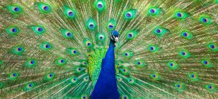 Indian peafowl (Pavo cristatus) proudly displaying the feathers of it's tail; Fort Collins, Colorado, United States of America — Stock Photo