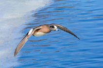 Female American widgeon (Mareca americana) in flight over blue surface of water; Fort Collins, Colorado, United States of America — Stock Photo