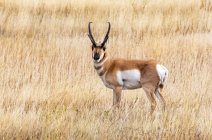 Pronghorn buck (Antilocapra americana); Cheyenne, Wyoming, Stati Uniti d'America — Foto stock