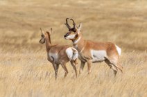 Pronghorn buck and doe (Antilocapra americana) durante a rotina; Cheyenne, Wyoming, Estados Unidos da América — Fotografia de Stock