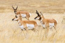 Pronghorn bucks and doe (Antilocapra Felicana) during rut; Cheyenne, Wyoming, United States America — стоковое фото