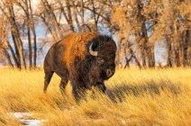 Bisonte americano (Bison bison) in piedi in un campo in colori autunnali; Jackson, Wyoming, Stati Uniti d'America — Foto stock